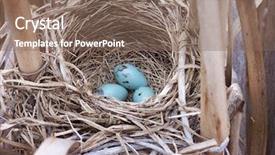  Presentation with filter - Audience pleasing PPT theme consisting of red winged blackbird nest backdrop and a violet colored foreground