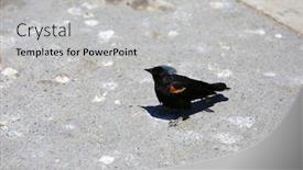  Presentation with food red - Amazing presentation theme having red-winged-blackbird-red-winged backdrop and a light gray colored foreground
