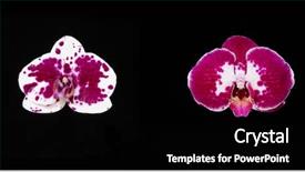  Presentation with orchids orchid red orchid orchid - Slide deck with red with white orchid flowers background and a black colored foreground