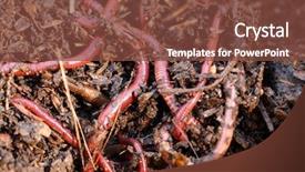  Presentation with compost - Presentation design having red worms in compost - bait background and a tawny brown colored foreground