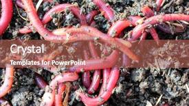  Presentation with compost - Colorful slide set enhanced with red worms in compost - bait backdrop and a red colored foreground