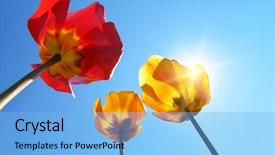  Presentation with tulips - Theme enhanced with red yellow - tulips on sky background composition background and a light blue colored foreground
