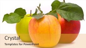  Presentation with green apples - Presentation theme having red yellow and green fresh apples with leaves on studio white background and a gold colored foreground