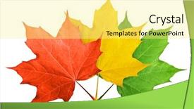  Presentation with maple leaf - Amazing presentation having red yellow and green maple backdrop and a blonde colored foreground