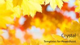  Presentation with maple - Slide set consisting of red yellow fall maple leafs background and a yellow colored foreground