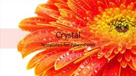  Presentation with orange general - Audience pleasing presentation theme consisting of red yellow floral - orange gerbera backdrop and a red colored foreground