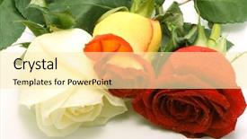  Presentation with war roses tudor rose - PPT theme consisting of red yellow floral - three roses background and a  colored foreground