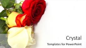  Presentation with roses - Presentation theme featuring red yellow floral - three roses background and a  colored foreground