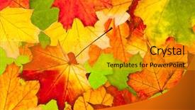  Presentation with yellow green - Colorful theme enhanced with red yellow green - colorful autumn leaves use backdrop and a gold colored foreground