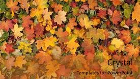  Presentation with autumn leaves - Presentation theme featuring red yellow green - colorful background of fallen autumn background and a gold colored foreground