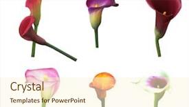  Presentation with yellow orange - Cool new PPT theme with red yellow orange purple backdrop and a cream colored foreground