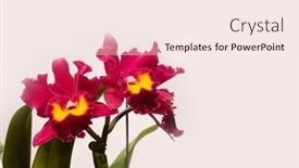  Presentation with orchid - PPT layouts having red-yellow-orchid-flower-branch background and a  colored foreground
