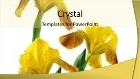  Presentation with iris flower yellow - Cool new presentation theme with red yellow tiger iris flower isolated backdrop and a yellow colored foreground