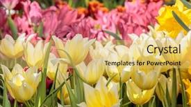  Presentation with red and yellow - Presentation design featuring red yellow tulips with beautiful background and a yellow colored foreground