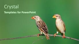  Presentation with south africa - Theme having redbilled-quelea-two-females-quelea background and a ocean colored foreground