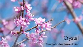  Presentation with eastern - Theme having redbud flowering in early spring background and a light blue colored foreground