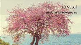  Presentation with tree spring flowers apple flowers - Slides having redbud tree pink flowers spring background and a coral colored foreground