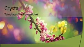  Presentation with spring tree - Cool new presentation design with redbud-tree-pink-flowers-spring backdrop and a coral colored foreground