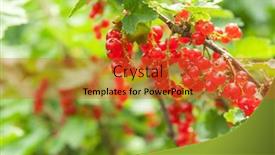  Presentation with outdoors - Slides having redcurrant-on-the-bush-outdoors background and a red colored foreground