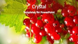  Presentation with currant - Colorful PPT theme enhanced with redcurrant ripe and fresh organic red currant berries growing in the garden backdrop and a crimson colored foreground