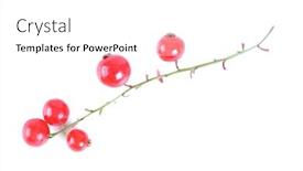  Presentation with studio - Cool new PPT theme with redcurrants-on-white-background-studio backdrop and a white colored foreground