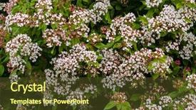  Presentation with australia - Slides consisting of reddish - small white flowers with pink background and a tawny brown colored foreground