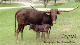  Presentation with cow - Beautiful PPT theme featuring reddish-brown watusi cow looking at the viewer as she stands with her young calf backdrop and a mint green colored foreground