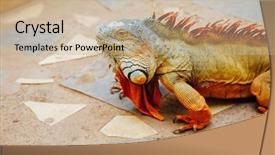  Presentation with colored - Audience pleasing PPT layouts consisting of reddish colored green iguana tenerife backdrop and a soft green colored foreground