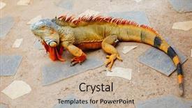  Presentation with green color maths - Slide deck featuring reddish colored green iguana tenerife background and a soft green colored foreground