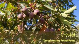  Presentation with eucalyptus australia - Colorful PPT theme enhanced with reddish green seed pod fruit backdrop and a tawny brown colored foreground