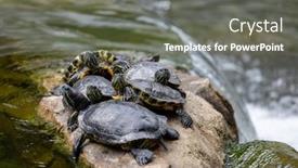  Presentation with turtle - PPT theme enhanced with redear-turtle-in-water-pond background and a gray colored foreground