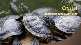  Presentation with pond - PPT theme featuring redear-turtle-in-water-pond background and a  colored foreground