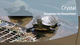  Presentation with red - Beautiful presentation design featuring red-eared slider aka red backdrop and a  colored foreground