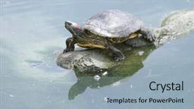  Presentation with pond - Colorful theme enhanced with red-eared slider aka red backdrop and a  colored foreground