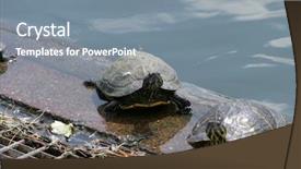  Presentation with red - Presentation theme enhanced with red-eared slider aka red background and a  colored foreground
