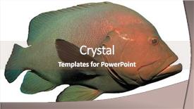  Presentation with grouper - Presentation theme featuring redmouth grouper isolated on white background and a tawny brown colored foreground