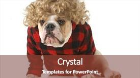  Presentation with redneck - Audience pleasing presentation theme consisting of redneck dog - english bulldog humanized backdrop and a tawny brown colored foreground