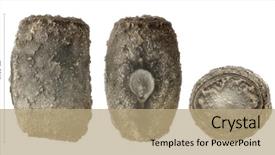  Presentation with red stripe - Amazing PPT theme having red-striped stick insect's backdrop and a coral colored foreground