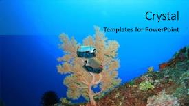  Presentation with unmanned underwater vehicles - Beautiful PPT layouts featuring redtail butterflyfish and coral underwater backdrop and a  colored foreground