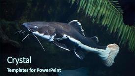  Presentation with catfish - Theme featuring redtail catfish phractocephalus hemioliopterus freshwater background and a navy blue colored foreground