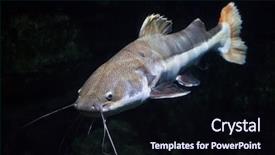  Presentation with catfish - Colorful slide deck enhanced with redtail catfish phractocephalus hemioliopterus freshwater backdrop and a wine colored foreground