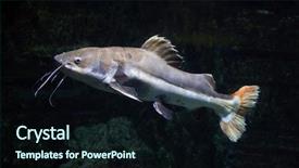  Presentation with catfish - Presentation design consisting of redtail catfish phractocephalus hemioliopterus freshwater background and a wine colored foreground