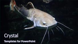  Presentation with catfish - Cool new PPT theme with redtail catfish phractocephalus hemioliopterus freshwater backdrop and a wine colored foreground