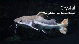  Presentation with freshwater fish - Amazing PPT layouts having redtail catfish phractocephalus hemioliopterus freshwater backdrop and a black colored foreground