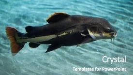  Presentation with catfish - Theme featuring redtail catfish phractocephalus hemioliopterus wild background and a seafoam green colored foreground