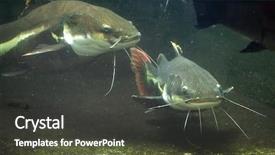  Presentation with catfish - PPT layouts with redtail catfish phractocephalus hemioliopterus wild background and a dark gray colored foreground