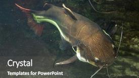  Presentation with catfish - PPT theme with redtail catfish phractocephalus hemioliopterus wild background and a dark gray colored foreground