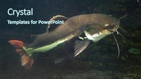  Presentation with catfish - Slide deck featuring redtail catfish phractocephalus hemioliopterus wild background and a wine colored foreground