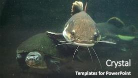  Presentation with turtle - PPT layouts featuring redtail catfish phractocephalus hemioliopterus background and a dark gray colored foreground