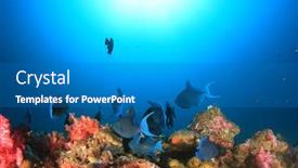  Presentation with coral reef - Cool new slide deck with redtooth-triggerfish-and-coral-reef backdrop and a teal colored foreground